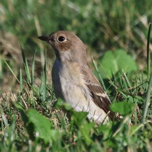 European Pied Flycatcher