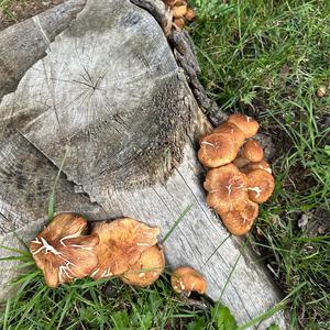 Unknown Species