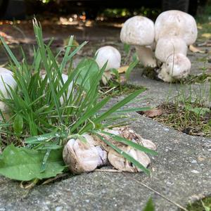 Unknown Species