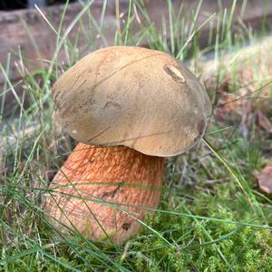 Unknown Species
