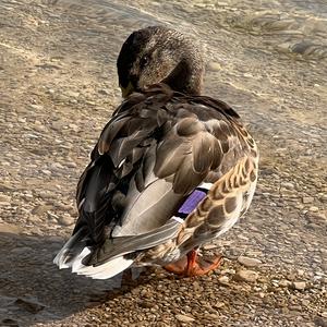 Stockente