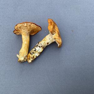 Unknown Species