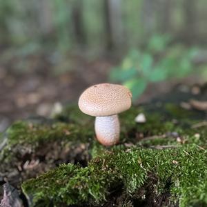 Unknown Species