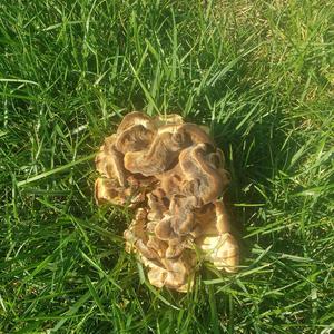 Unknown Species