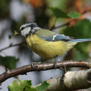 Blue Tit