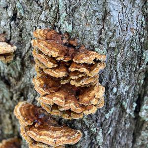 Unknown Species