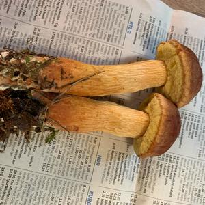 Unknown Species