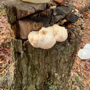 Unknown Species