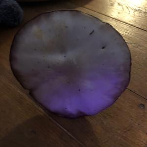 Unknown Species