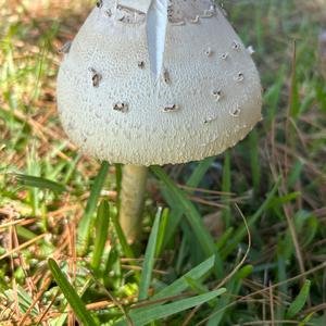 Unknown Species