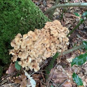 Unknown Species