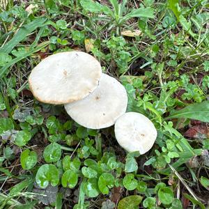 Unknown Species