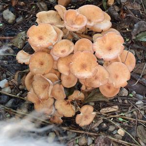 Unknown Species