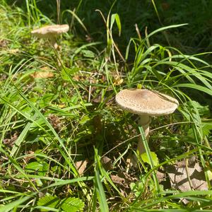 Unknown Species