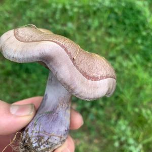 Unknown Species