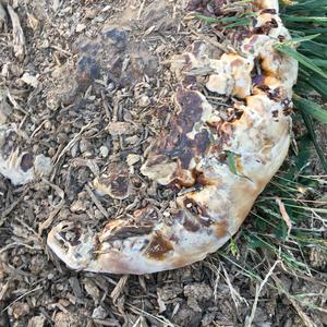 Unknown Species