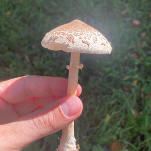 Unknown Species