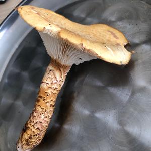 Unknown Species
