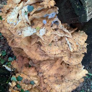 Unknown Species