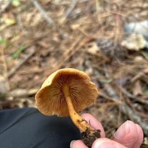 Unknown Species