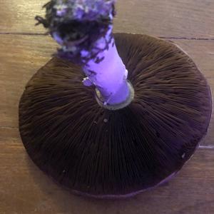 Unknown Species