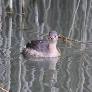 Zwergtaucher