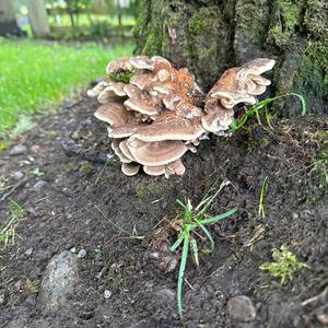Unknown Species