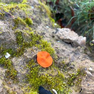 Gemeiner Orangebecherling