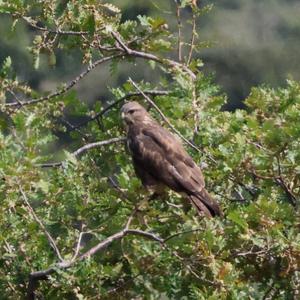 Mäusebussard