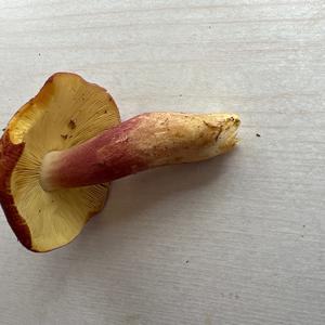 Unknown Species