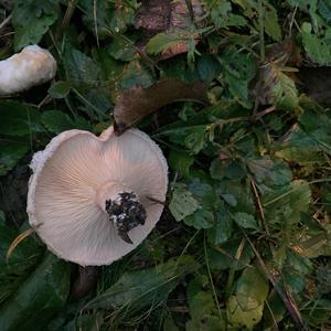 Unknown Species