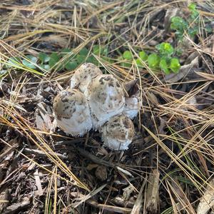 Unknown Species