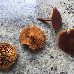 Unknown Species