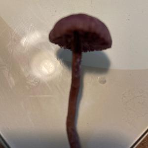 Unknown Species