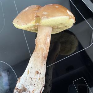 Unknown Species