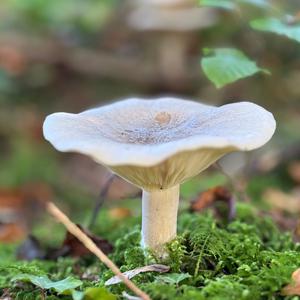 Unknown Species
