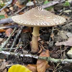 Unknown Species
