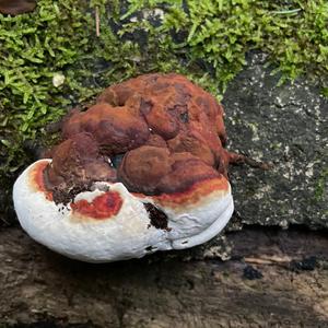 Unknown Species