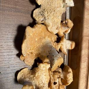Unknown Species
