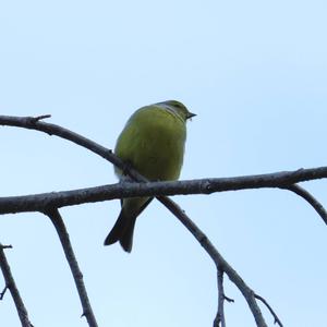 Alpine Citril Finch