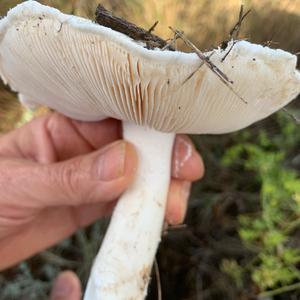 Unknown Species