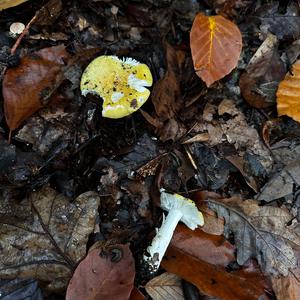 Unknown Species