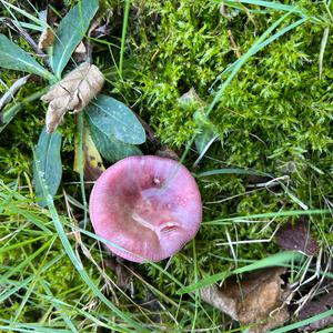 Unknown Species