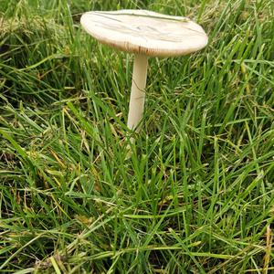 Unknown Species