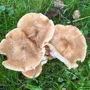Unknown Species