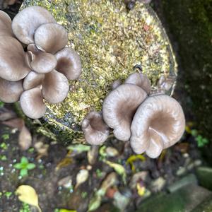 Unknown Species