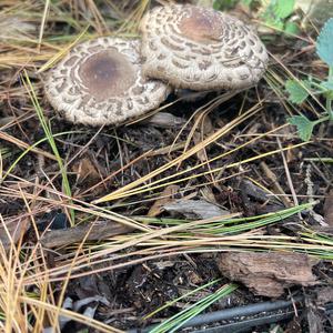 Unknown Species