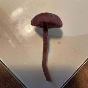 Unknown Species