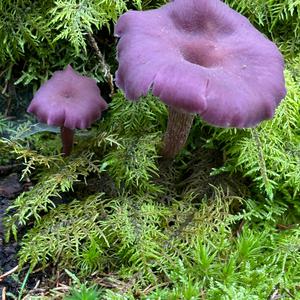 Unknown Species