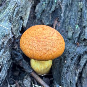 Unknown Species